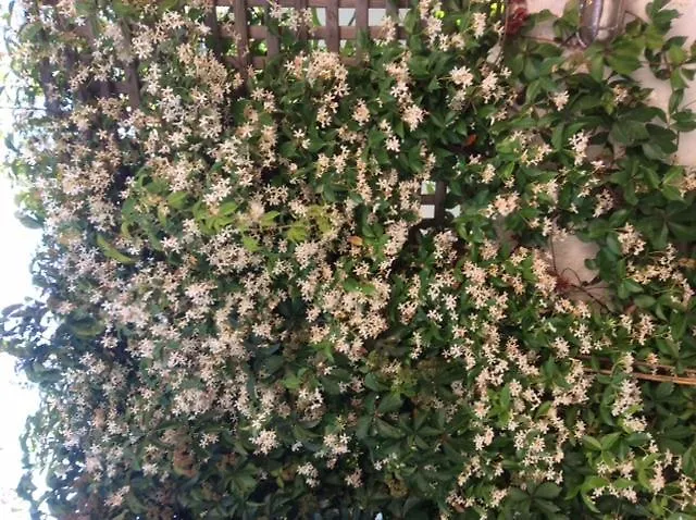 Apartment Muses Sami (Kefalonia)